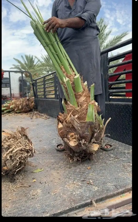 فصايل تمر متلبن موجود في وادي رهاط 6