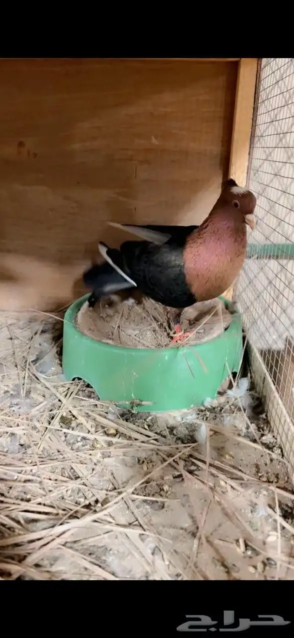 ماشاءالله زوج حمام لماع نحاسي غامق مميز توليف جديد 0