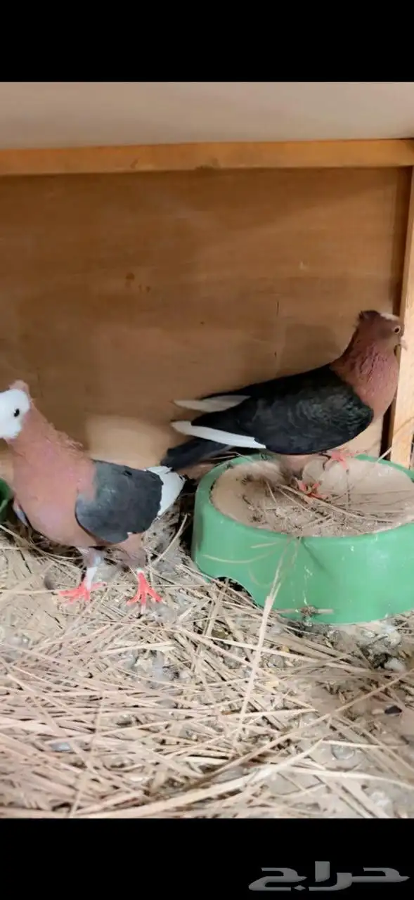 ماشاءالله زوج حمام لماع نحاسي غامق مميز توليف جديد 1