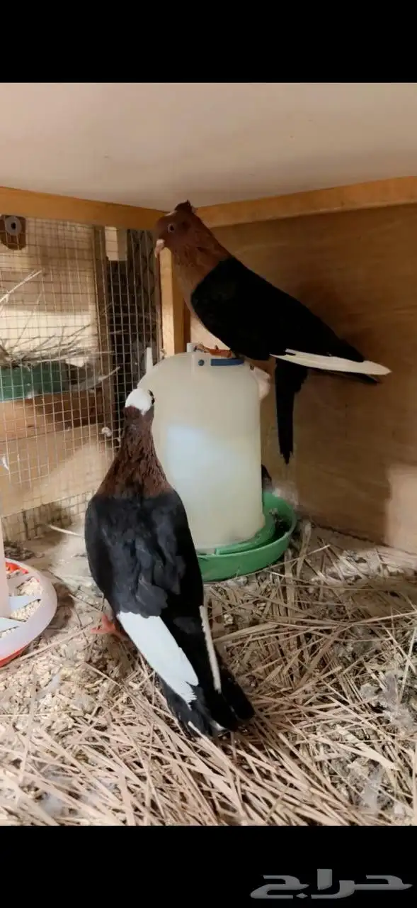 ماشاءالله زوج حمام لماع نحاسي غامق مميز توليف جديد 2