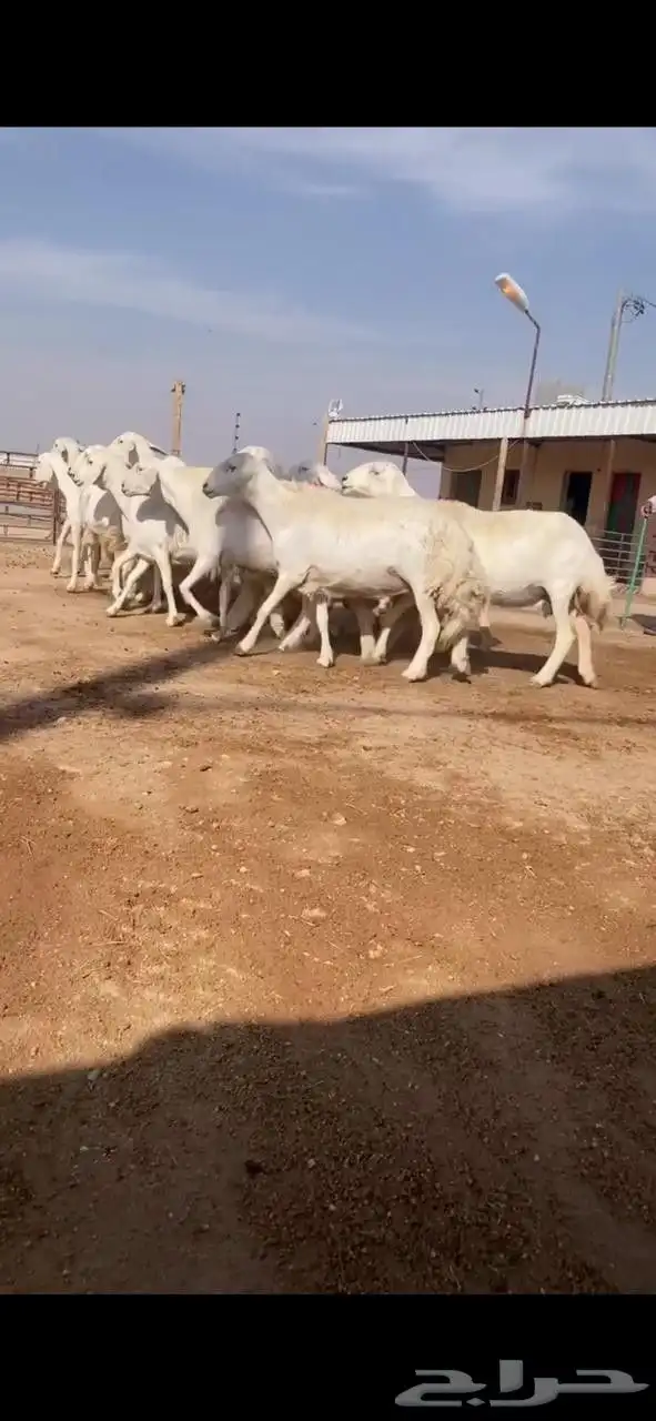 غنم حريات دفيع 3