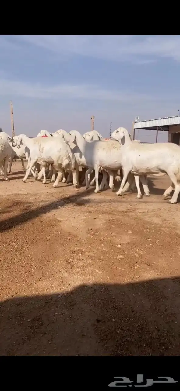 غنم حريات دفيع 2