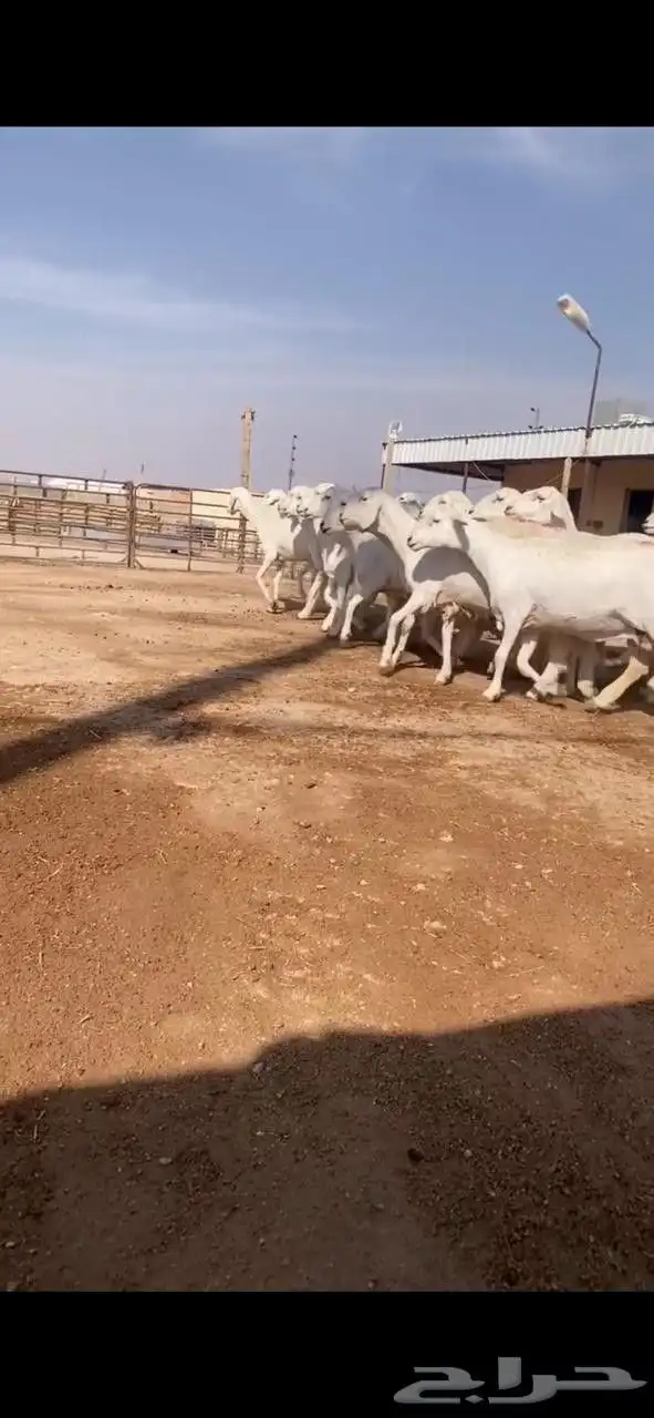 غنم حريات دفيع 4