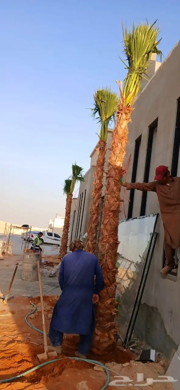 نخل مثمر فاخر نخل واشنطني زينه خلاص سكري هلالي ونانه مجدول 4