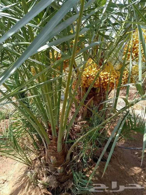 نخل مثمر نخل واشنطني زينه نخيل صقعي مجدول اخلاص سكري هلالي 3