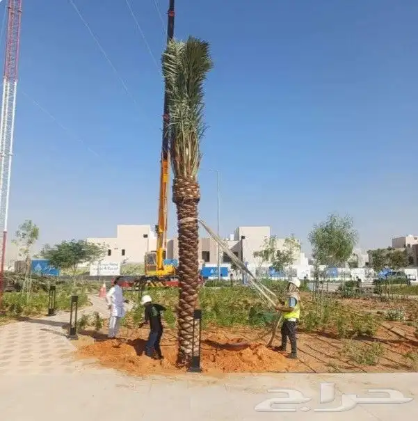 للبيع نقايل فسائل جثايث سكس برحي صقعي مجدوله هلالي واشنطن 1