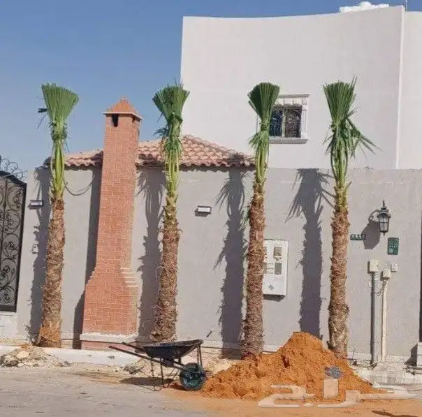 للبيع نقايل فسائل جثايث سكس برحي صقعي مجدوله هلالي واشنطن 3