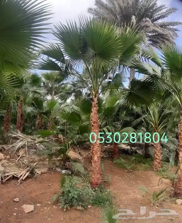 نخل واشنطني زينه .053.0281.804. 5