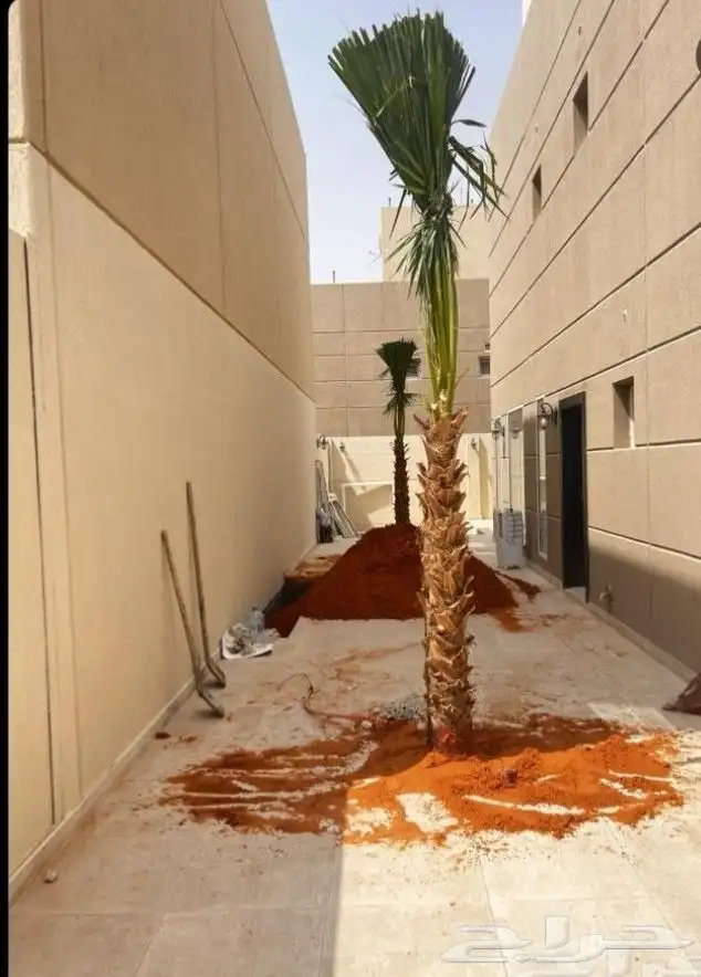 نخل مثمر فاخر نخل واشنطني زينه خلاص سكري هلالي ونانه مجدول 6