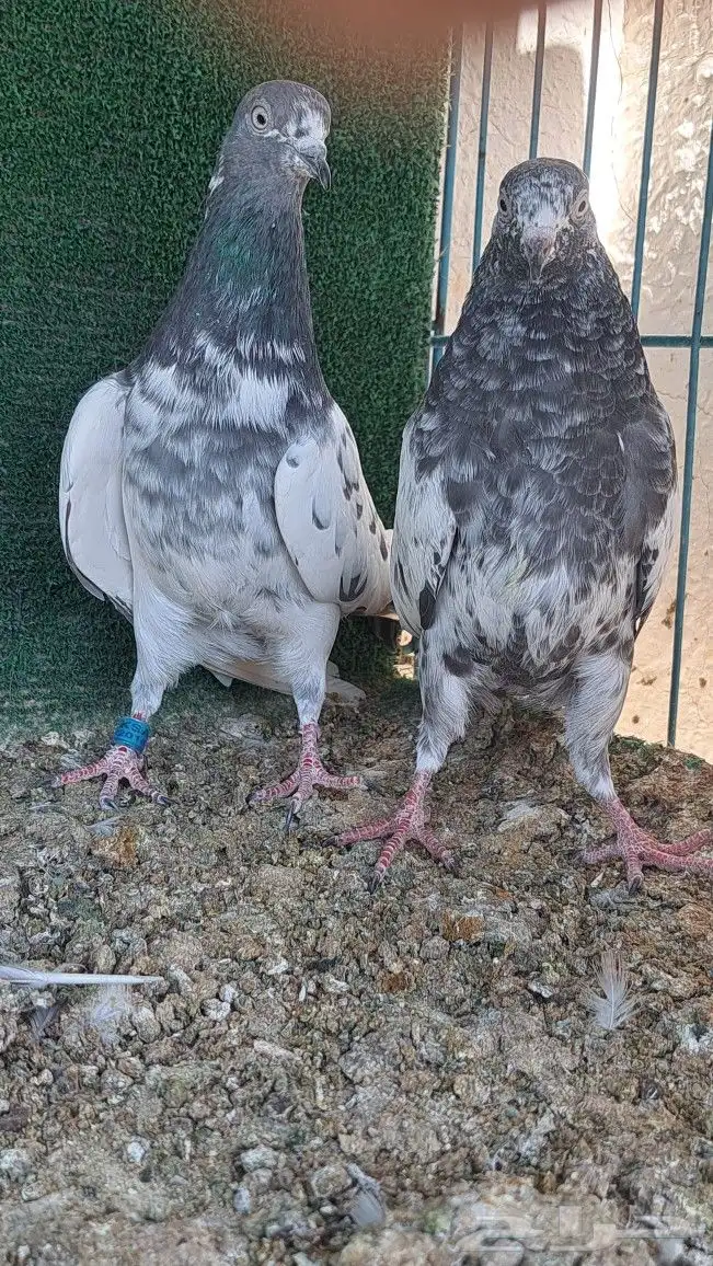 زوج باكستاني وقطيفي 1