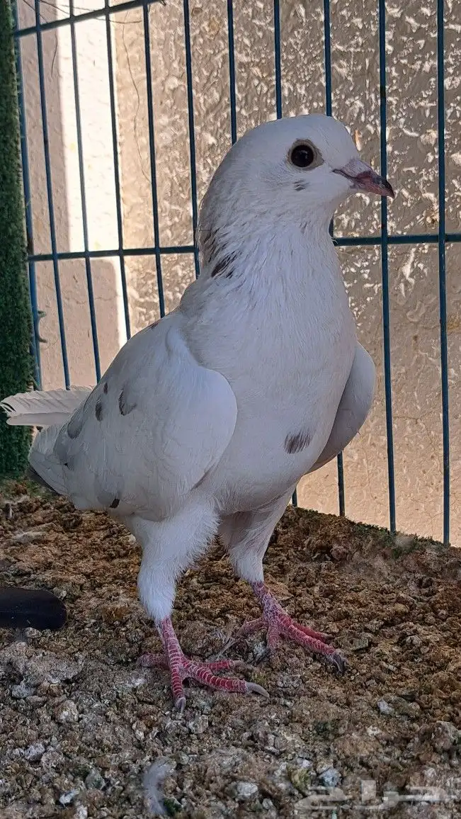 زوج باكستاني وقطيفي 6