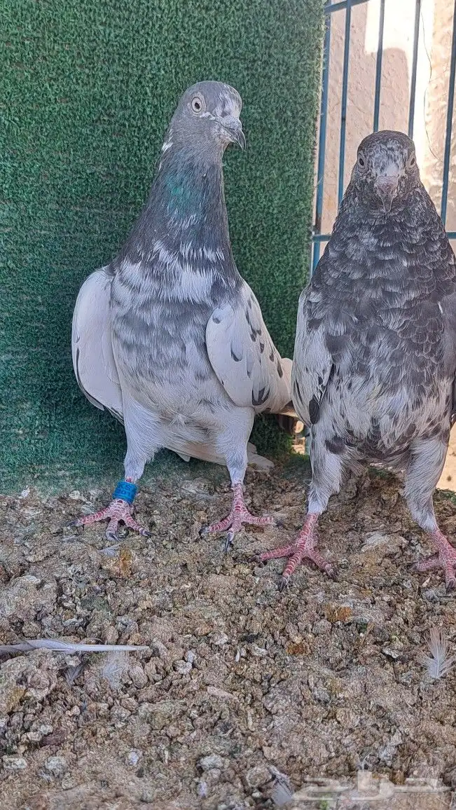 زوج باكستاني وقطيفي 2