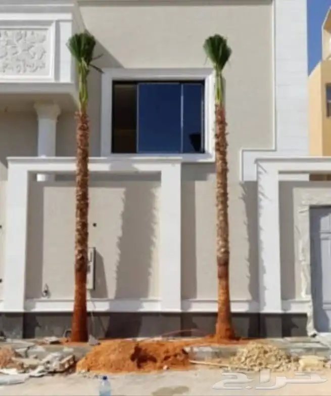 نخل 0بكل انواعه زينه وعربي 1