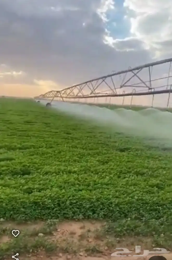 مطلوب شريك في مزرعه برسيم حجازي المساحه 20 هكتار الارض جاهزه 0