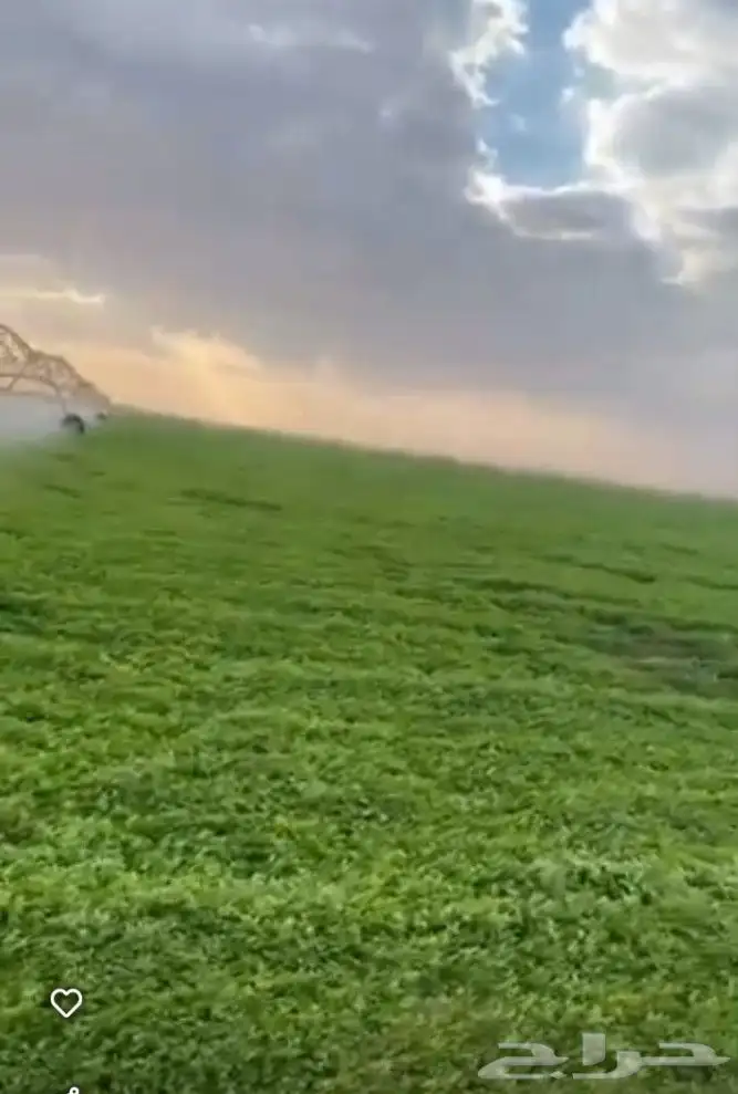مطلوب شريك في مزرعه برسيم حجازي المساحه 20 هكتار الارض جاهزه 1