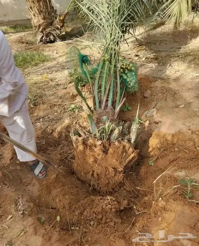نخل مثمر للبيع جثايث نقايل فسائل خلاص برحي سكري شيشي هلالي 1