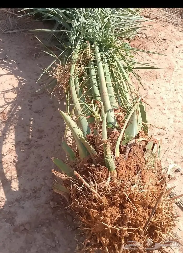 نخل للبيع متواجد في سبات العلي خميس مشيط المظيليف 8