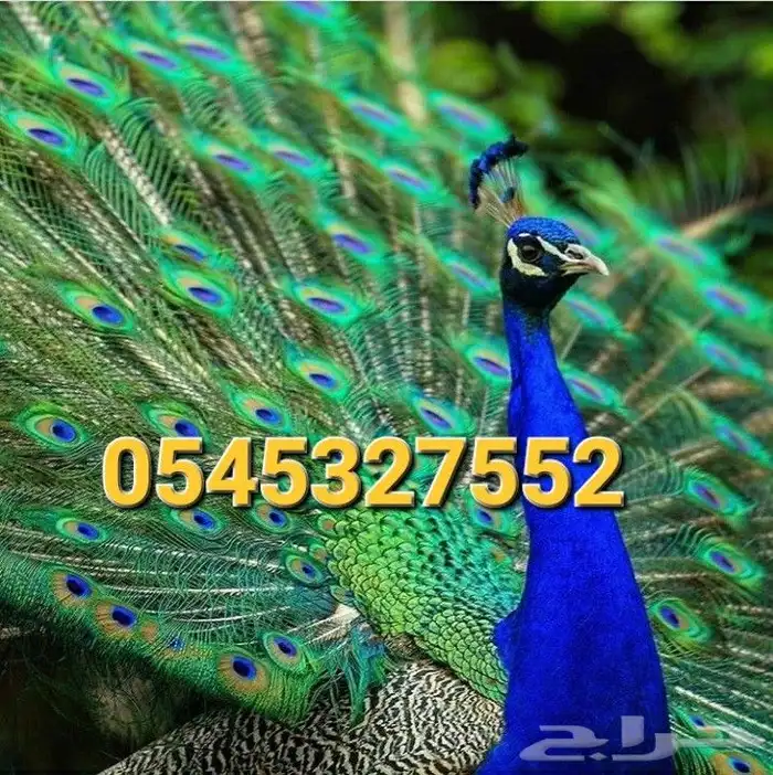 جوز طاووس جميل جدا 0