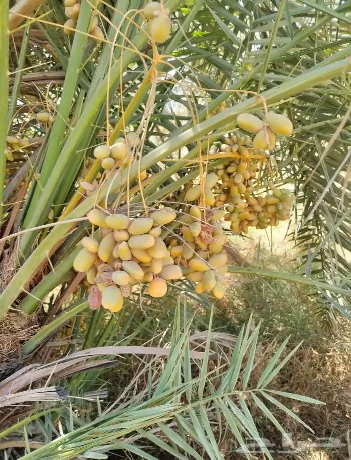 نخل للبيع متواجد في سبات العلي خميس مشيط المظيليف 9