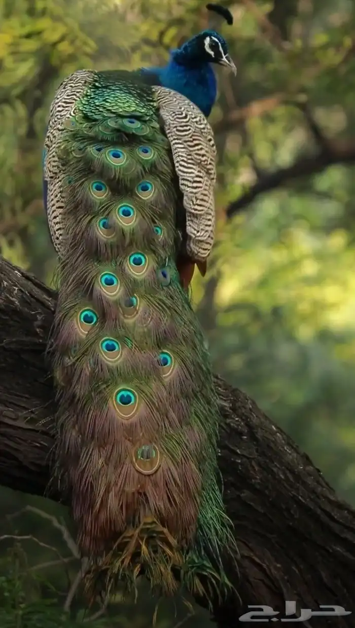 جوز طاووس جميل جدا 1