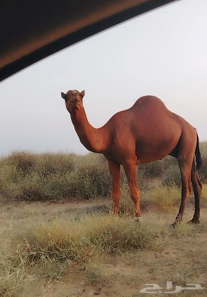 جمل تلاد عندي البل كلها عشرت عليه هالسنة 0