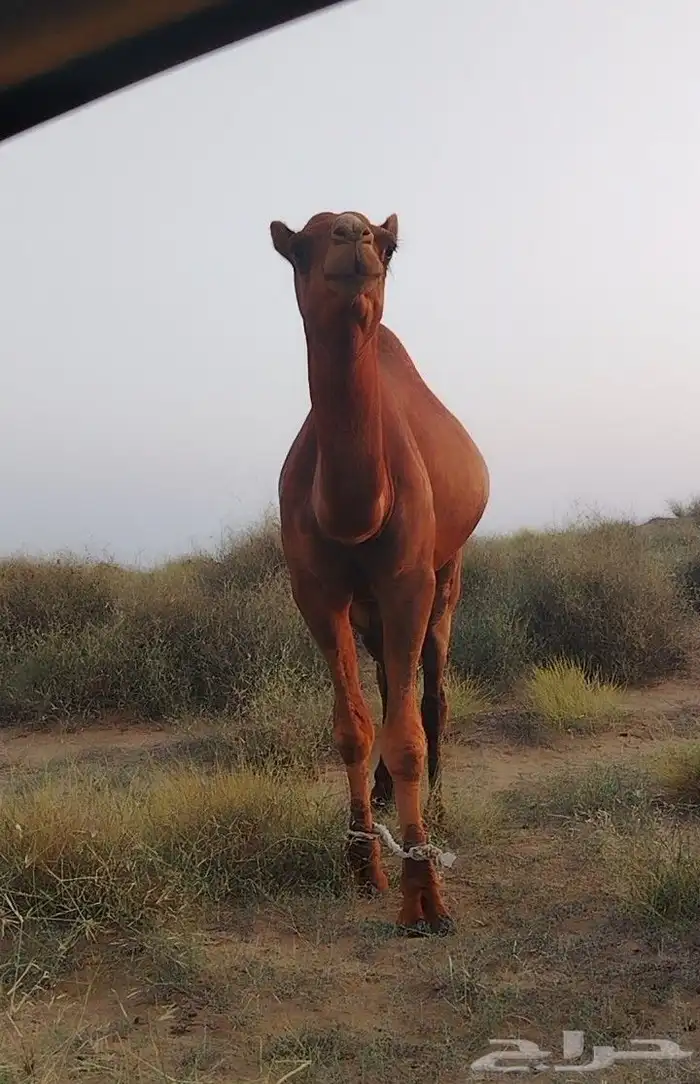 جمل تلاد عندي البل كلها عشرت عليه هالسنة 1