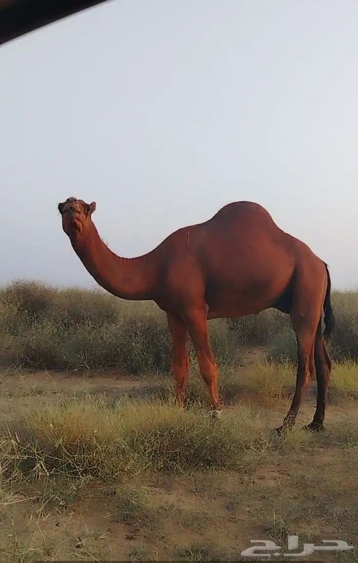 جمل تلاد عندي البل كلها عشرت عليه هالسنة 2