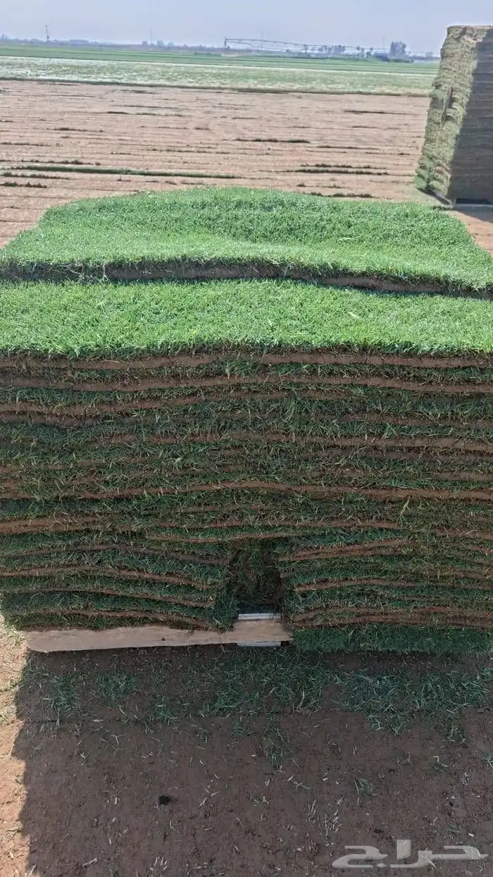 توريد وزرعه ثيل طبعيي ونخيل بجميع انواعها 3