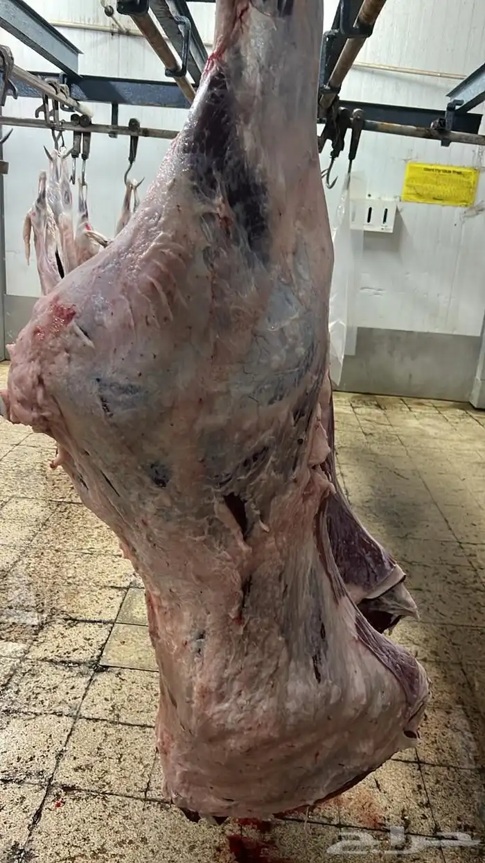 توريد لحوم طازجه يوميا للمحلات والمطاعم لحم بقر لحم عجل 4