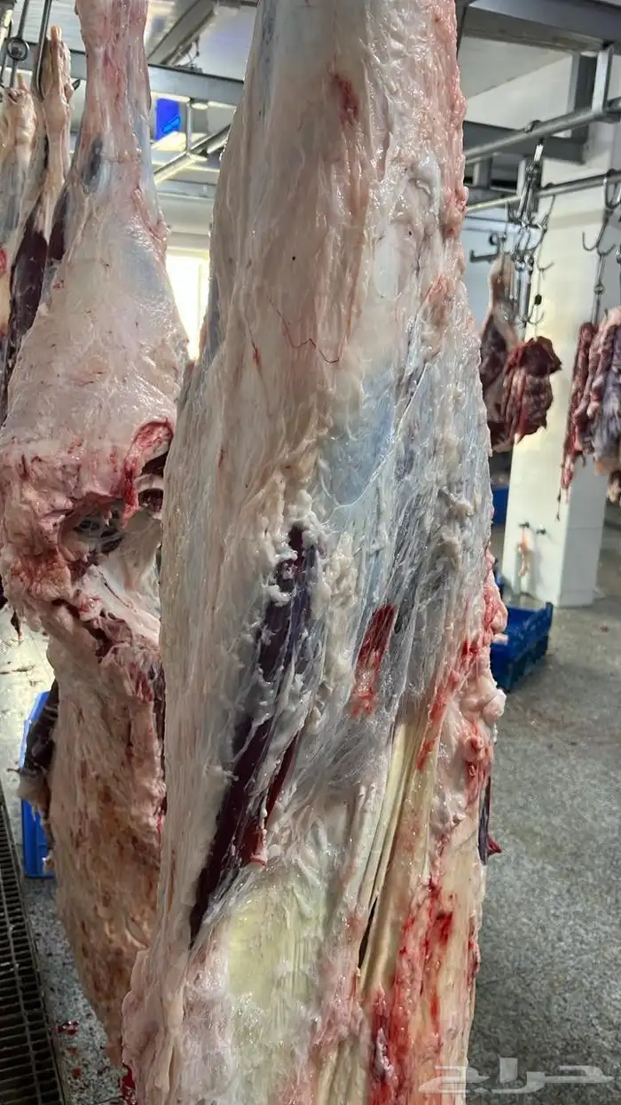 توريد لحوم طازجه يوميا للمحلات والمطاعم لحم بقر لحم عجل 2