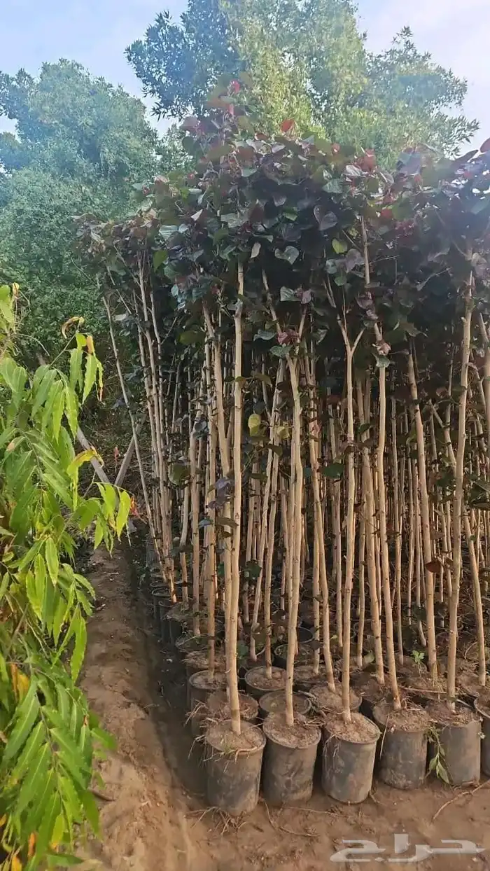 مشتل الجموم شتلات بنسيان و يسمين هندي جميع انواع شجرت الجملة 4