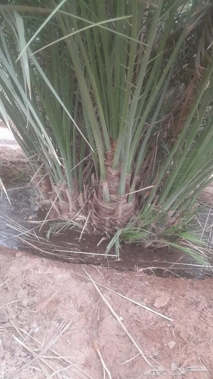 جثايث مثمر نخل القصيم نخل للبيع صقعي مجدول سكري ونانه لبانه 1