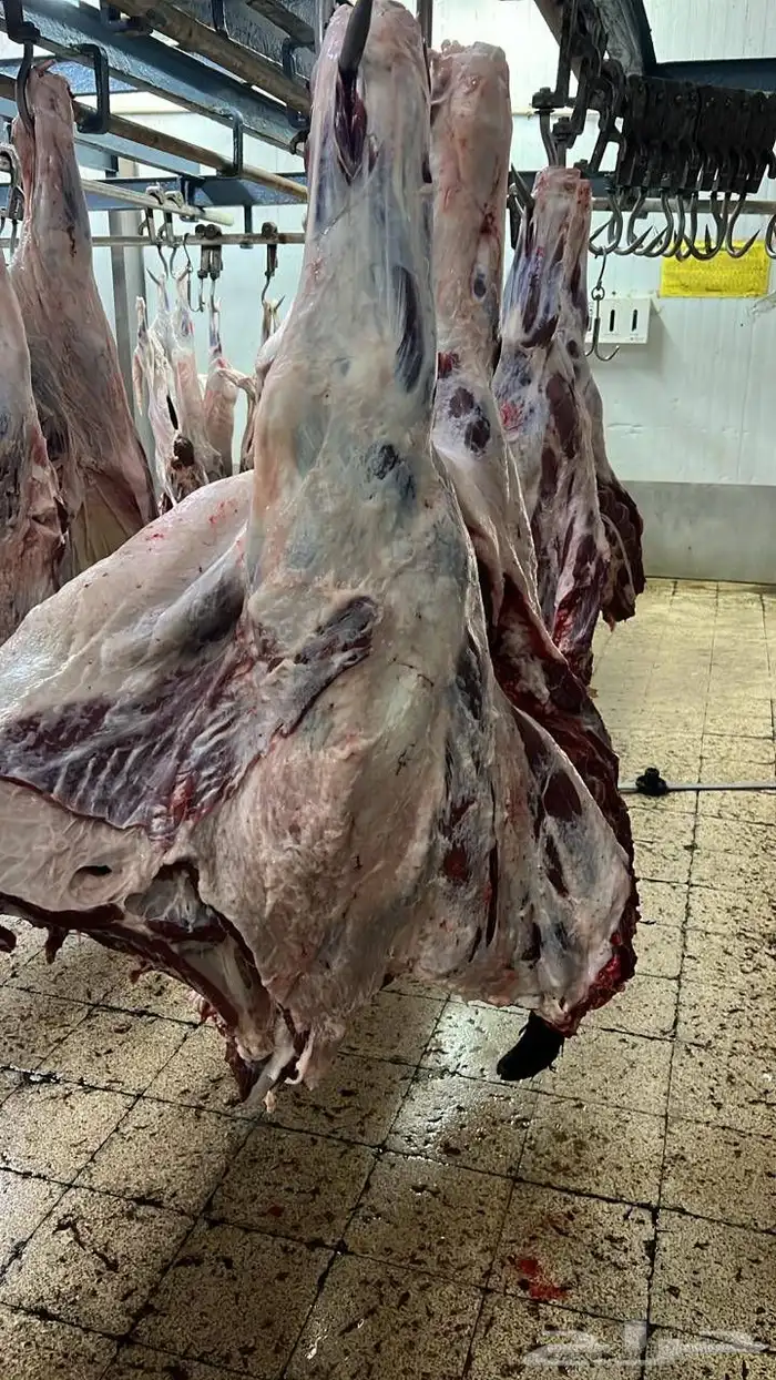 توريد لحوم طازجه يوميا للمحلات والمطاعم لحم بقر لحم عجل 3