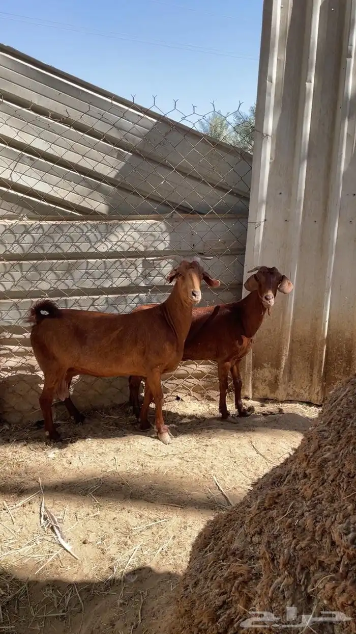 الماعز للبيع 1