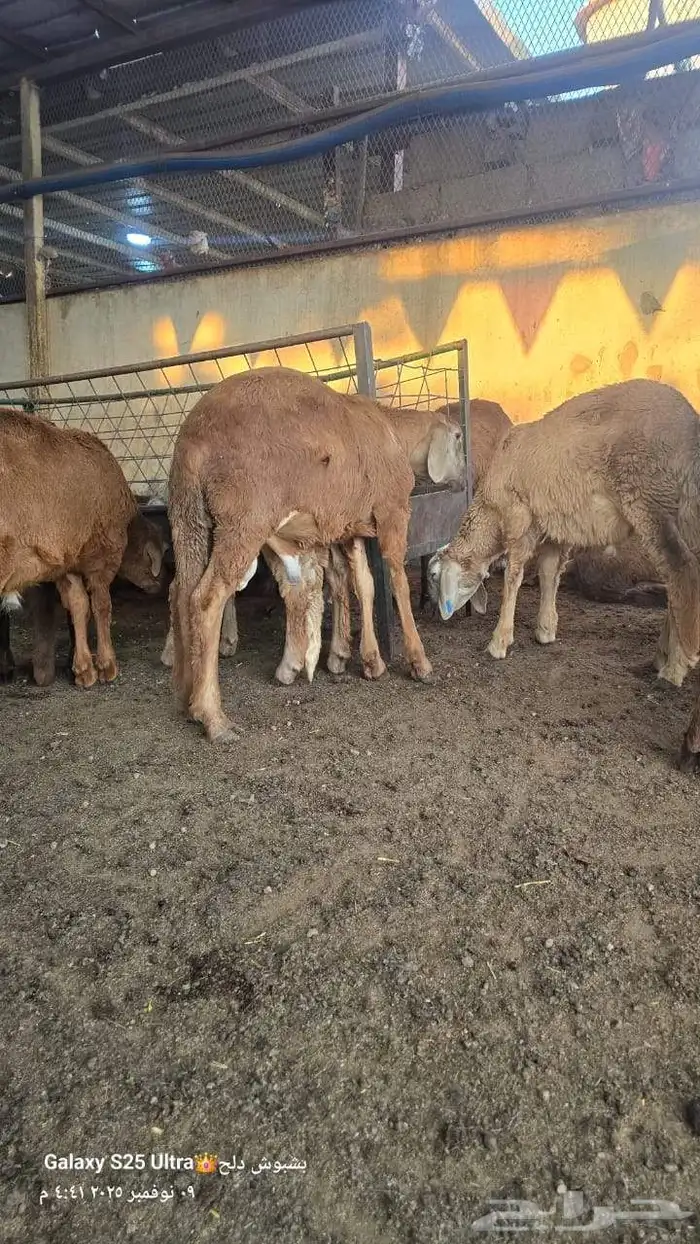 سواكن تربيه اعمار 4اشهور السعر جمله720 تفريد على 750 رقم الج 1