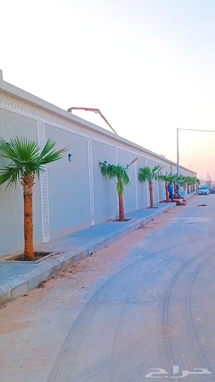 نخل واشنطن زينه امريكي 9