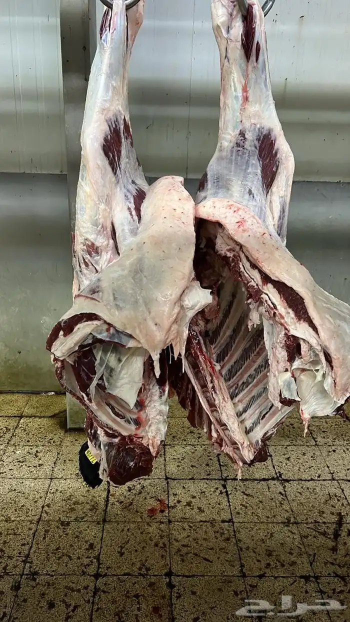 توريد لحوم طازجه يوميا للمحلات والمطاعم لحم بقر لحم عجل 1