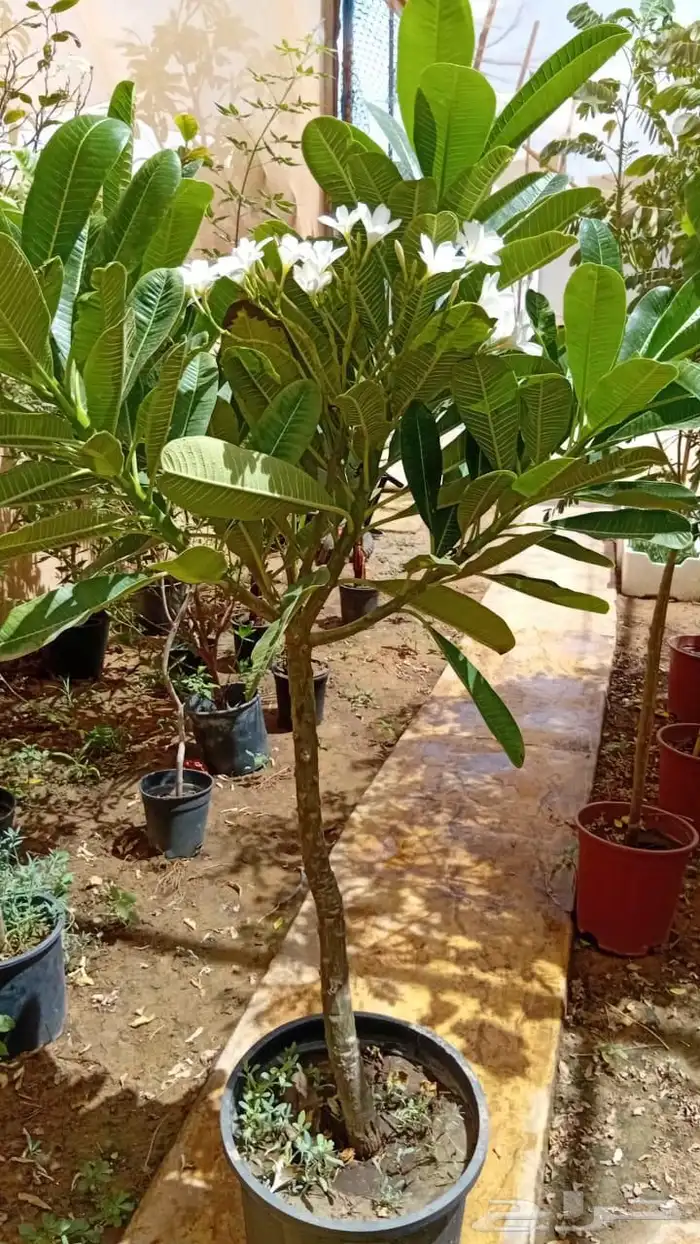 مشتل تنسيق الحدائق 4