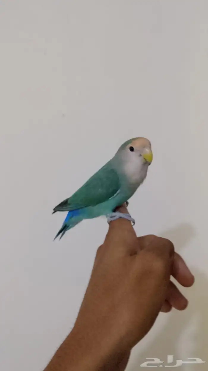 زوج روز أليف للبيع المستعجل 0