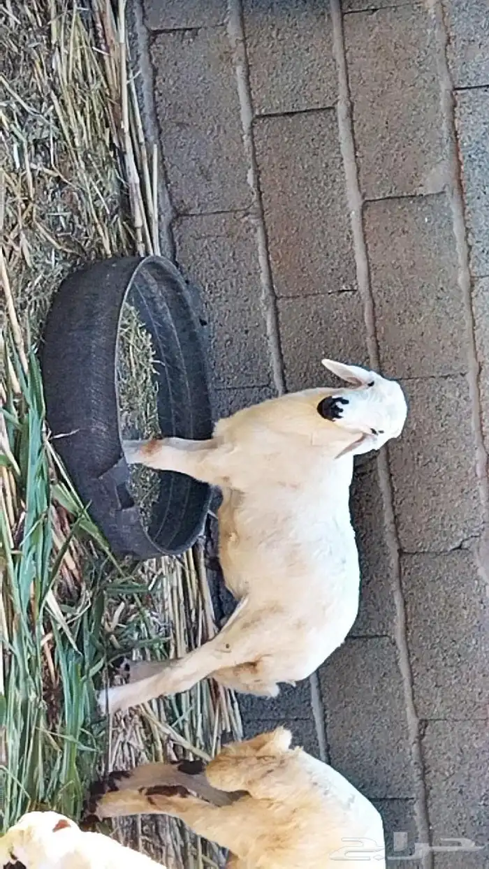 السلام عليك نعرض لكم رخل حري العمر 8 شهور 2