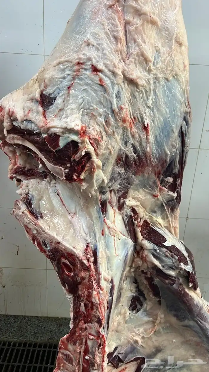 توريد لحوم طازجه يوميا للمحلات والمطاعم لحم بقر لحم عجل 0