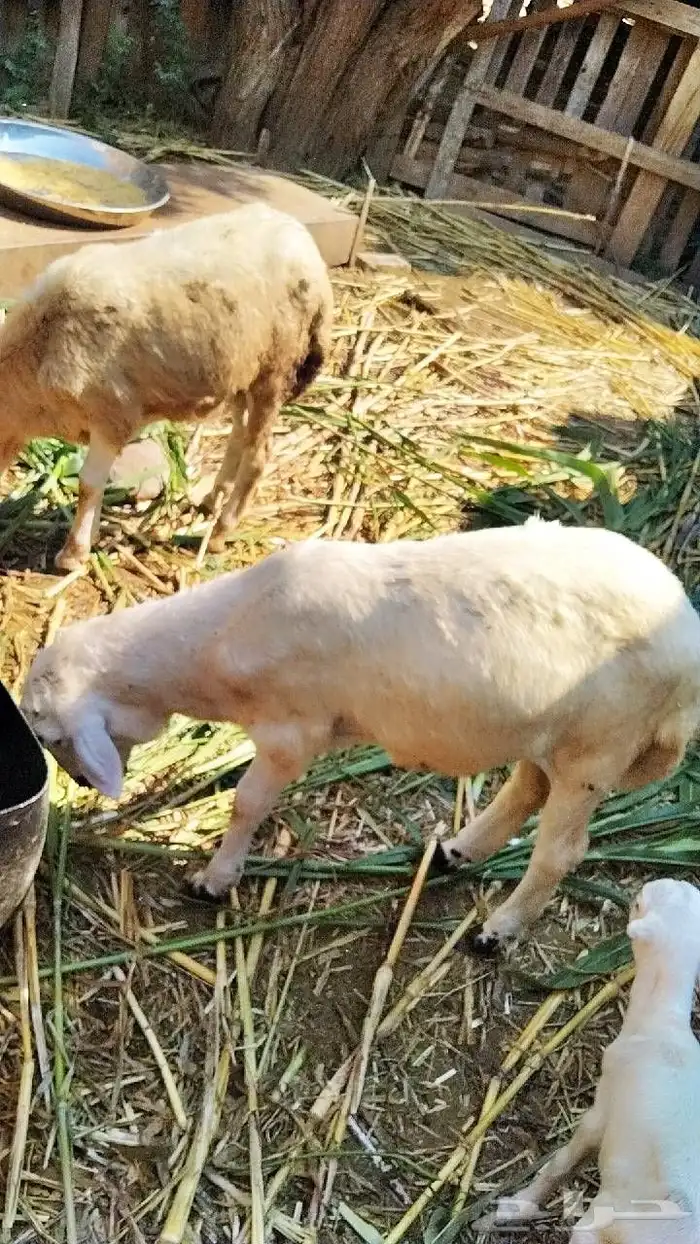 السلام عليك نعرض لكم رخل حري العمر 8 شهور 3