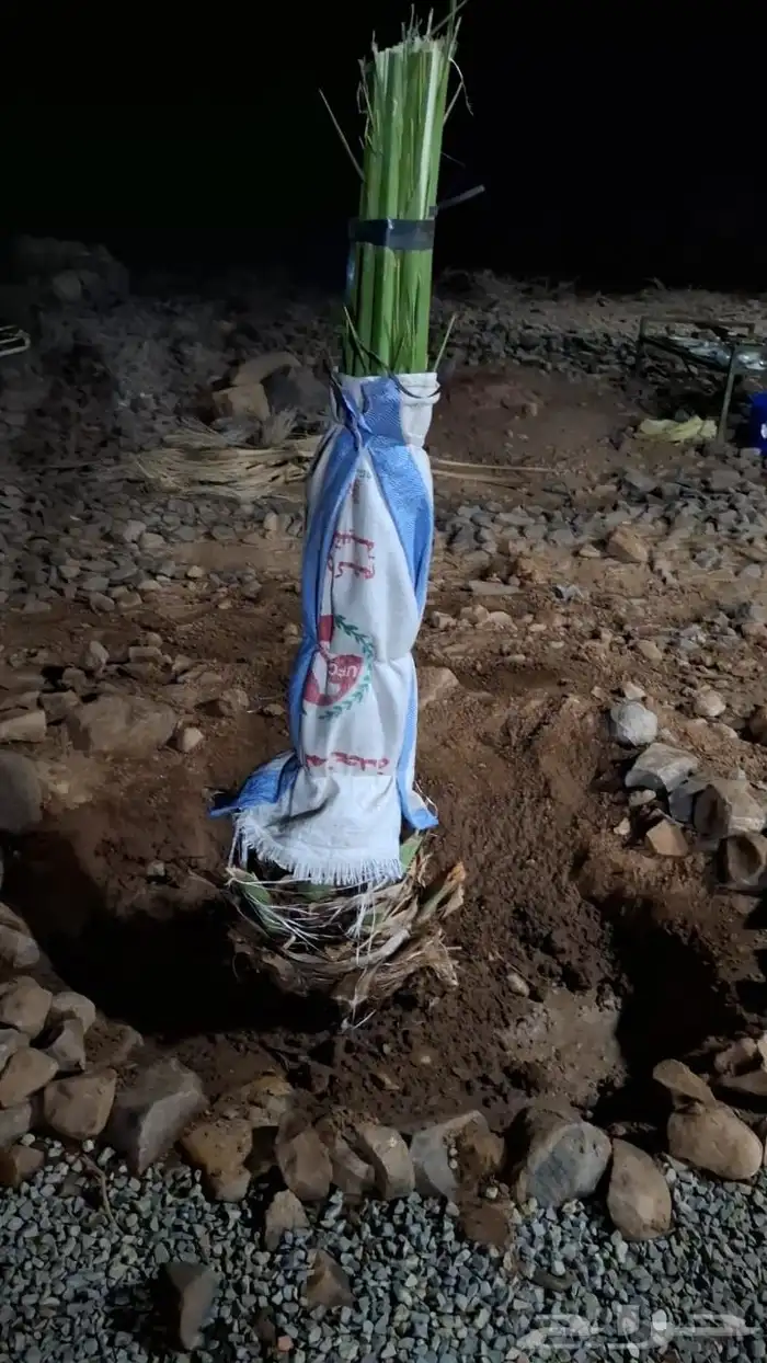 فصايل تمر متلبن موجود في وادي رهاط 0