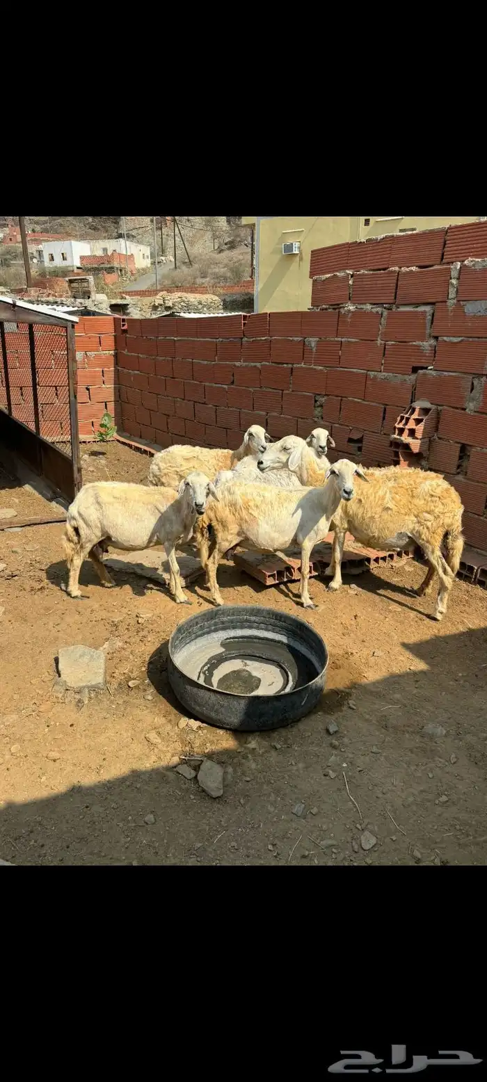 ضان للبيع العدد 6 تحتها 6 1