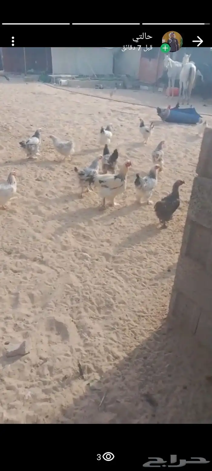 دجاج برهماء للبيع 0