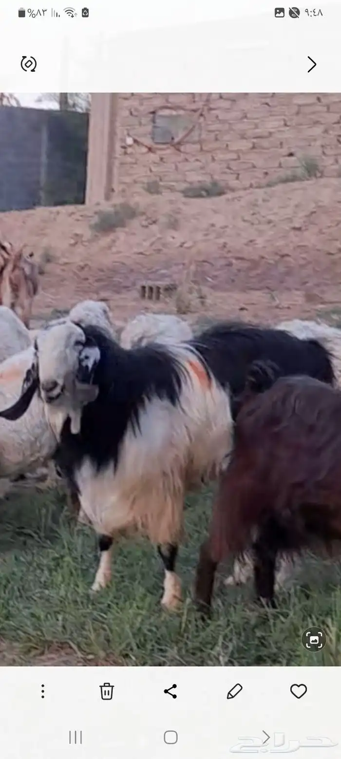 تيس من اجود وأنواع التيوس للبيع التواصل خاص 0