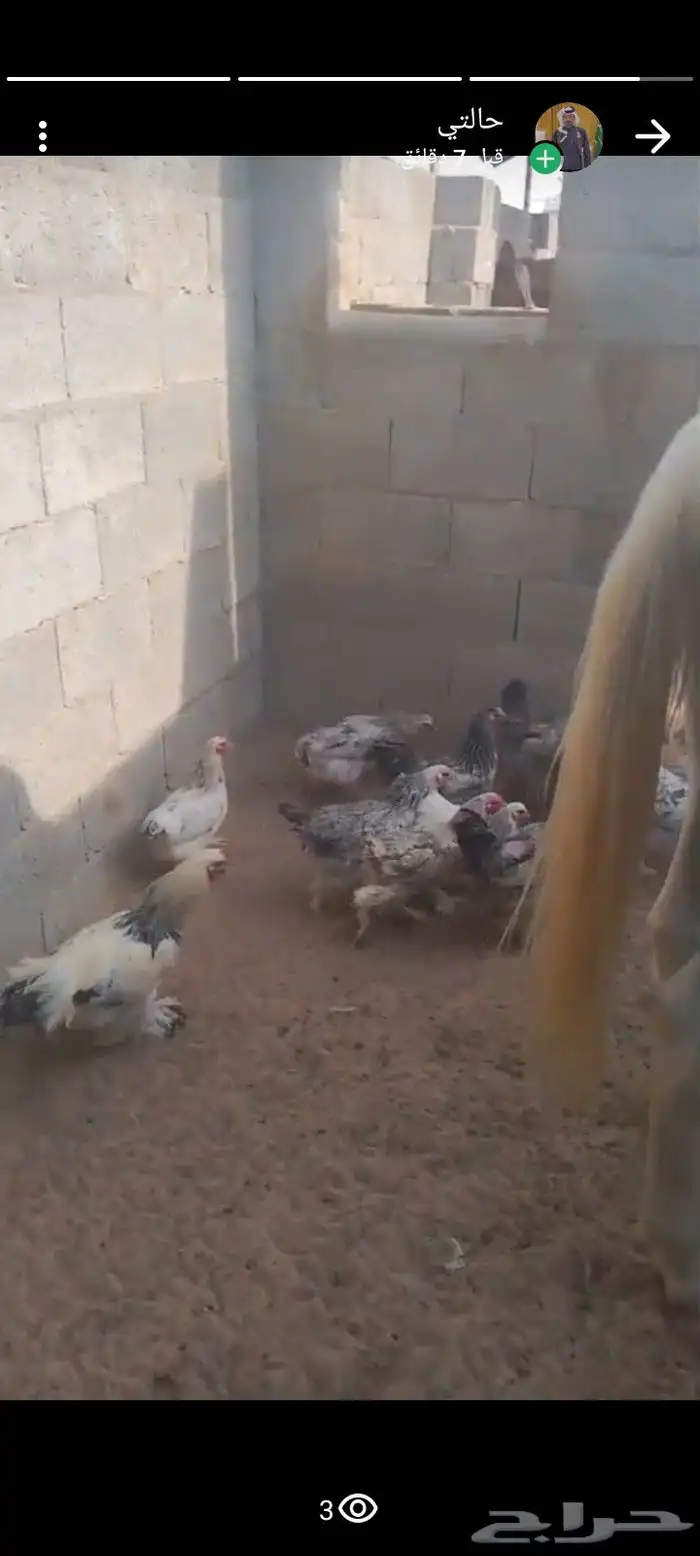 دجاج برهماء للبيع 1