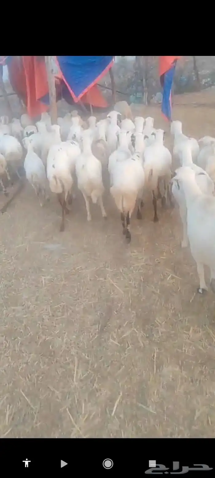 يوجد لدينا ضان رفيديات قرايب مرح واحد جروم طيبه 0