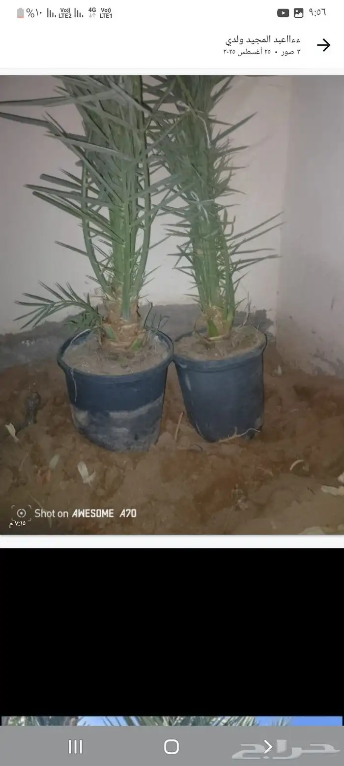 يوجد الدنيا جميع انواع النخيل المثمرة وزينه اتواصل جميع مناط 2