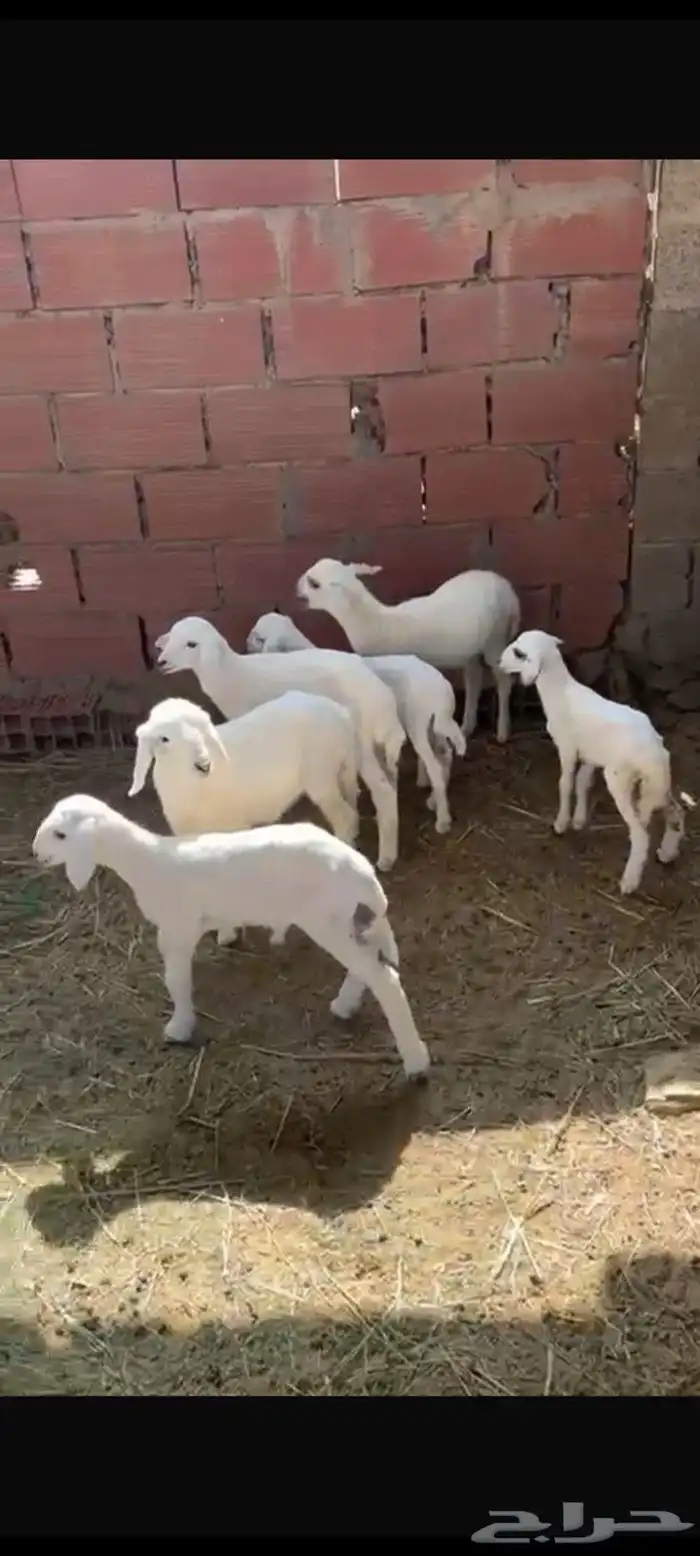 ضان للبيع العدد 6 تحتها 6 3